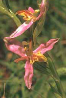 The Spider Orchid Ophrys